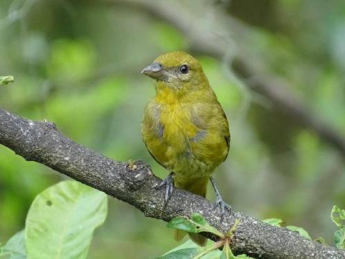Hacienda Guayabal in Manizales