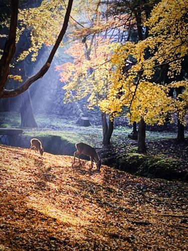 Nara Park Blue Sky