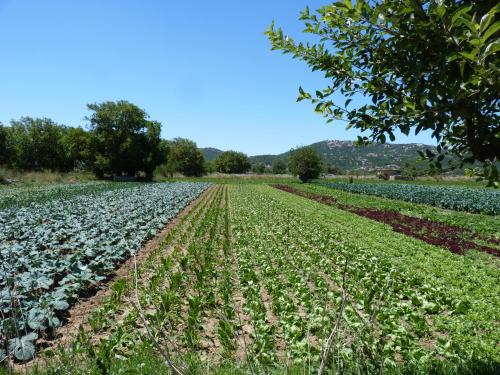 Maison Kronio Lassithi Plateau - image 7