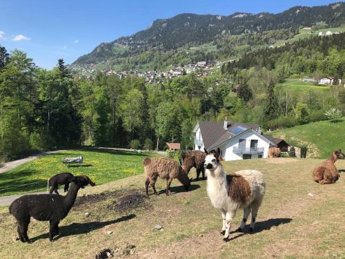 Jurte beim Lama- & Alpakahof Triesenberg in Triesenberg