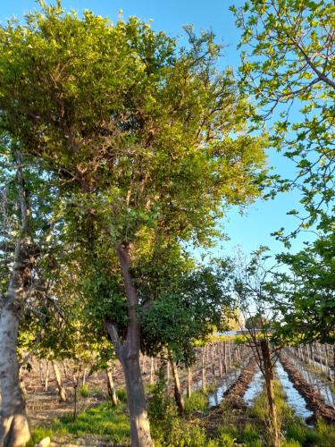 Entre viñas, sol y montañas