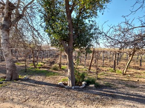 Entre viñas, sol y montañas