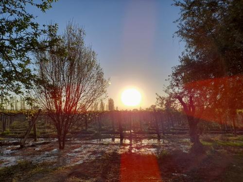 Entre viñas, sol y montañas