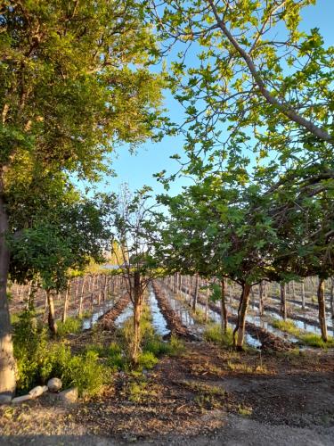 Entre viñas, sol y montañas