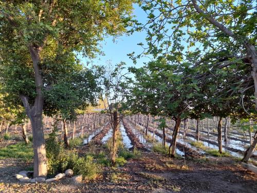 Entre viñas, sol y montañas