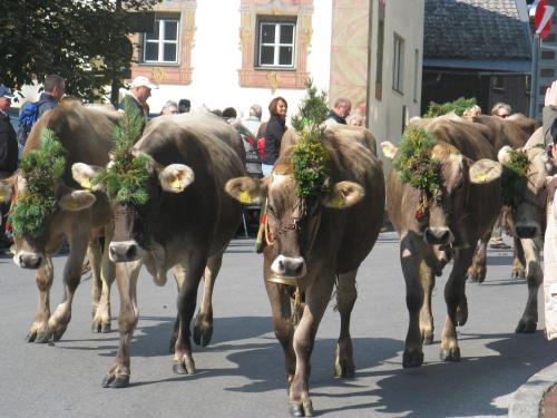 Pension Grubenhof - image 10