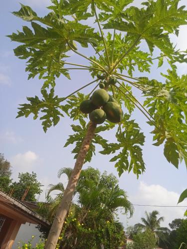 Sanaya Homestay - image 5