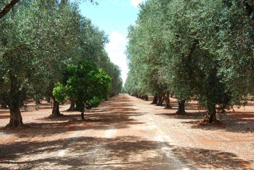 Terra di Leuca