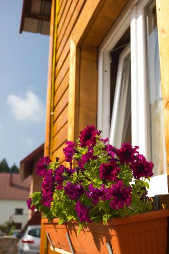 Apartments Peaks - image 7