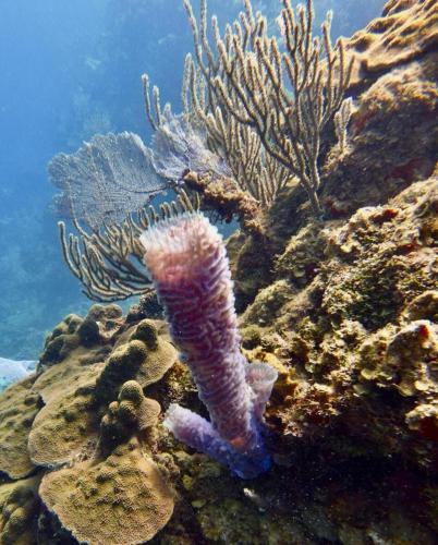 Victoria s Beach House and Snorkeling Center