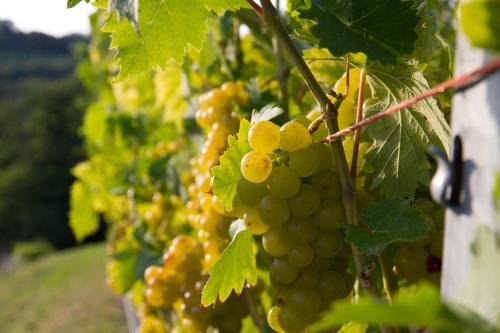 Weingut Schwarzl