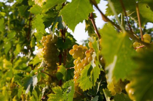 A környék, Weingut Schwarzl in Ratsch An Der Weinstrasse