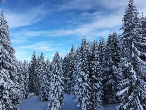Sunset View Ski & Spa apartments Kopaonik - image 3