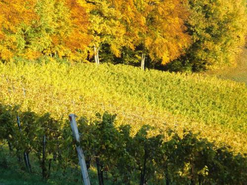 Zweytick Gästezimmer Weingut