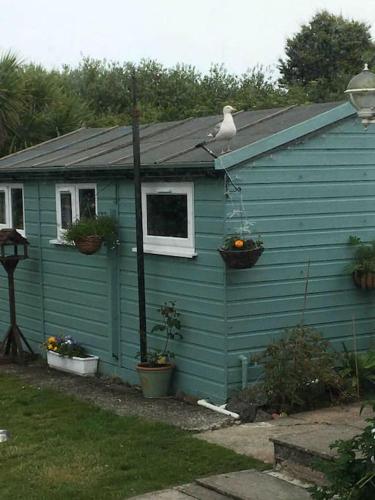 Captain's Cabin Lizard United Kingdom