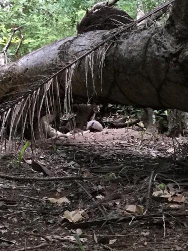 Spot Jaguar Pantanal South- Camping Wild Jaguar Tour