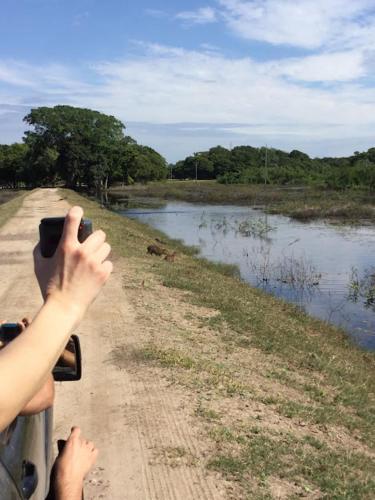 Spot Jaguar Pantanal South- Camping Wild Jaguar Tour