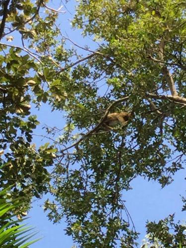 Spot Jaguar Pantanal South- Camping Wild Jaguar Tour