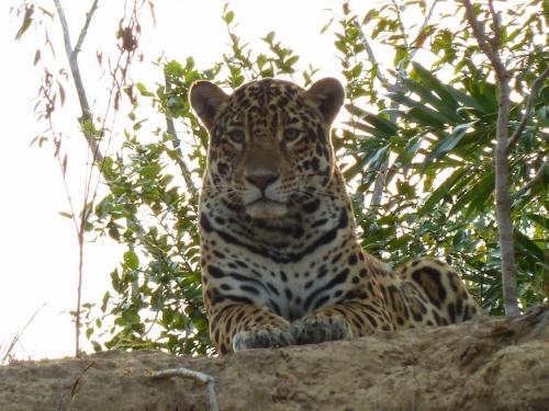 Spot Jaguar Pantanal South- Camping Wild Jaguar Tour