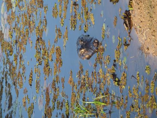 Spot Jaguar Pantanal South- Camping Wild Jaguar Tour