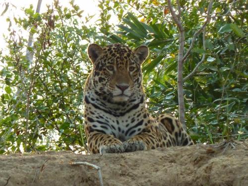 Spot Jaguar Pantanal South- Camping Wild Jaguar Tour