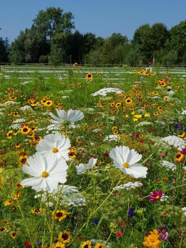 B&B Hoeve Ruimzicht