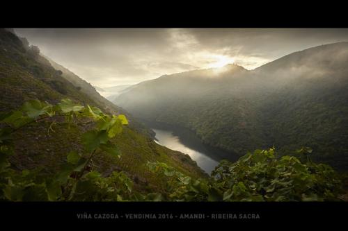 Viña Cazoga