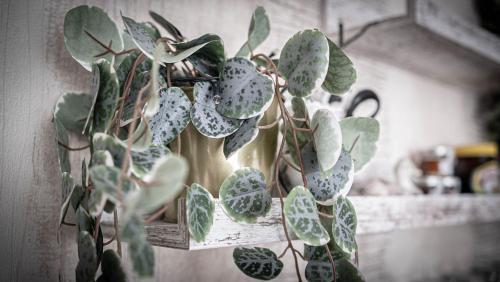 Hillsdale B&B in Ambleside - image 11