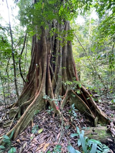 Sinharaja Forest Gate