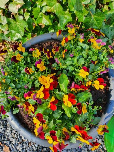 Chalet Valkenbosch Groenvink 85 in Oisterwijk