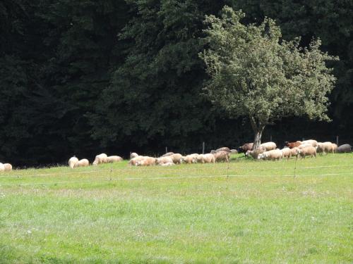 Ferienwohnungen Bonnleiten Familie Stöger