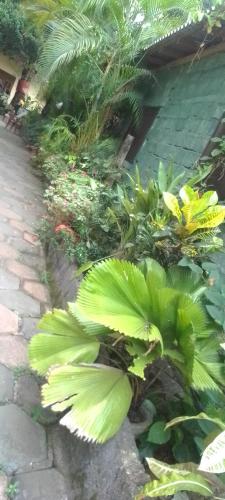 Flower Inn in Sigiriya