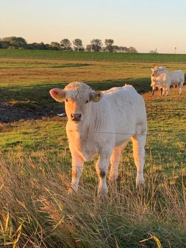 Ferienwohnung HEIN am Nordseedeich