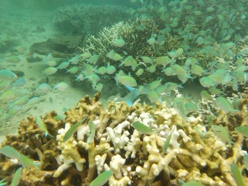 CASE CREOLE INDEPENDANTE PROCHE MER