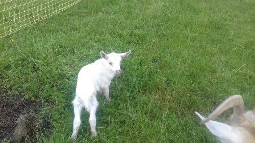 gite à la ferme