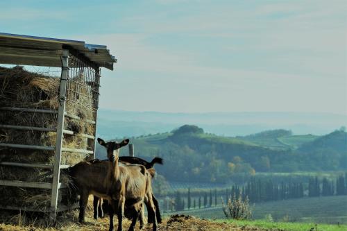 Agriturismo Fattoria le caprine