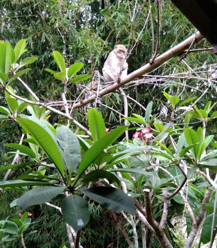 Khao Sok River & Jungle Resort