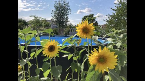 Maison familiale Piscine, Trampoline et + gîte à louer Golf Toulouse La Ramée