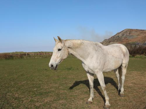 Bwthyn Gwenyn Yr Haf Summer Bee Barns