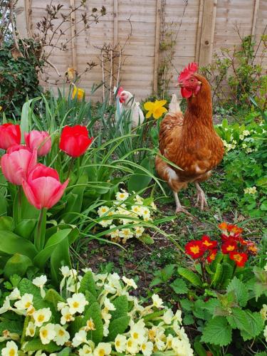 Beautiful 2 bedroom guest house with private pool in Lacock, Wiltshire