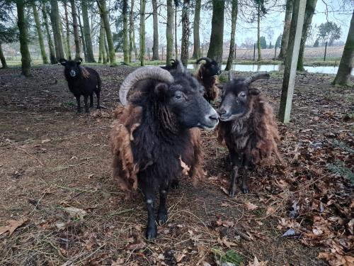 Parkhoeve Glamping