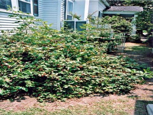 Ducote-Williams House – Abbeville, LA