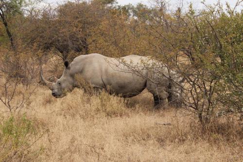 Tamboti Bush Lodge