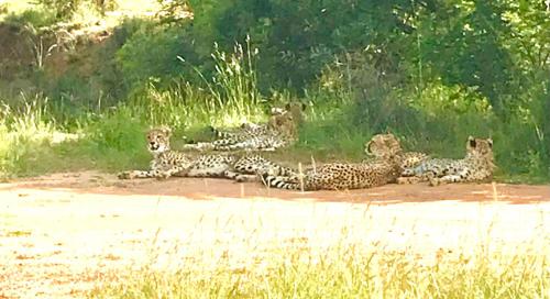 Tamboti Bush Lodge