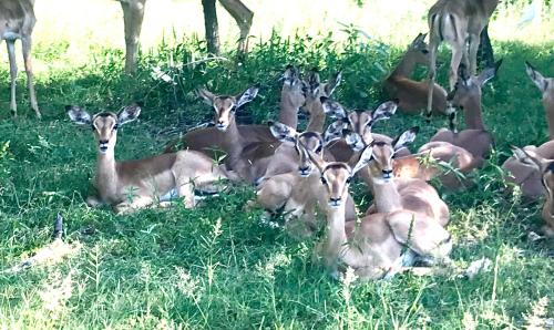 Tamboti Bush Lodge