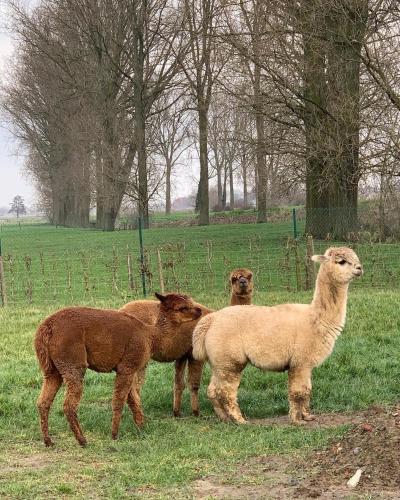  B&B De Rentmeesterhoeve in Reningelst