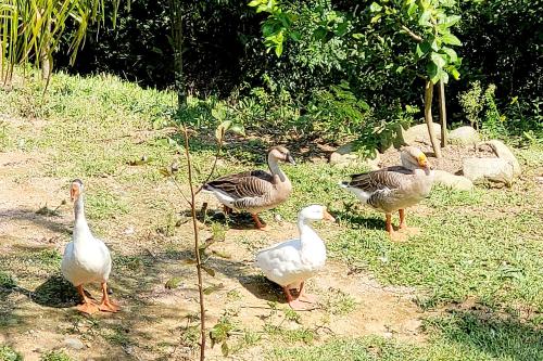 Recanto dos Sabiás - Chalés São Bonifácio SC