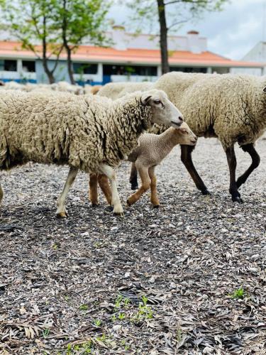 Monte do Lago, Pegões