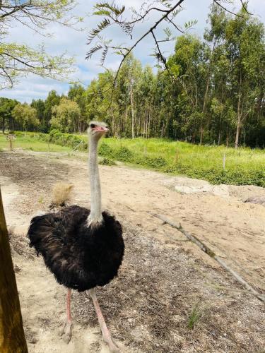 Monte do Lago, Pegões