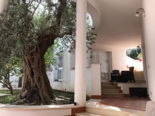 L’Ulivo gîte à louer Targia